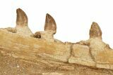 Mosasaur (Prognathodon?) Jaw with Seven Teeth - Morocco #270915-5